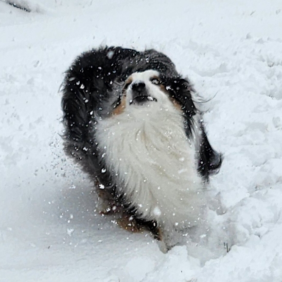 Meet your Posher, Nova - Picture 1 of 1